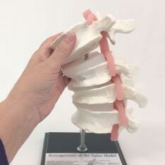 mô hình cột sống thắt lưng